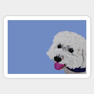 Finn the Bichon Frise Sticker